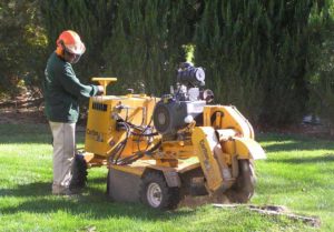 pa170020_01-300x209 Stump Grinding