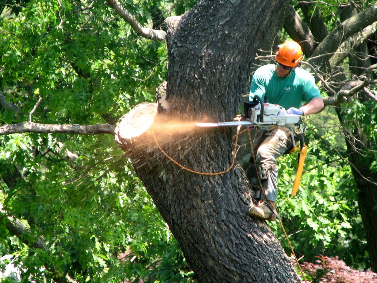 Your Bonita Springs, Estero and Naples Tree Trimming and Tree Removal Experts - Gerald's Tree Service