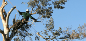 tree-services-trimming-featimg-e1429836040897-300x145 Tree Removal