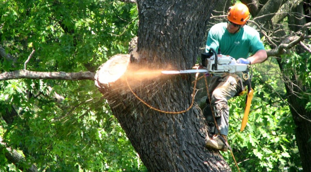 Image result for Tree removal