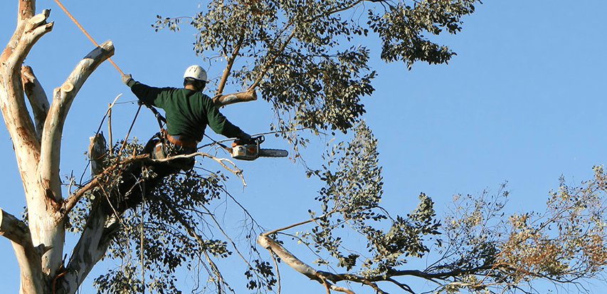 Tree Cutting Service Mckinney