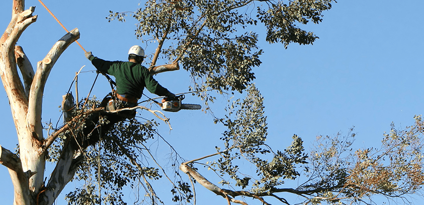 Tree Trimming Mckinney